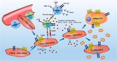 Frontiers | A review of TSHR- and IGF-1R-related pathogenesis and ...