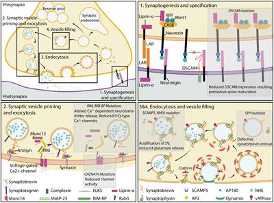 Frontiers | Alterations of presynaptic proteins in autism spectrum disorder