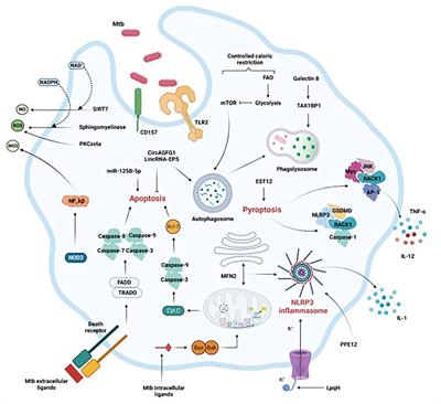 Frontiers | Mycobacterium tuberculosis-macrophage interaction ...