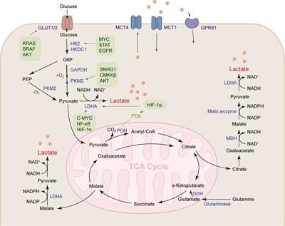 Frontiers | Research progress of abnormal lactate metabolism and ...