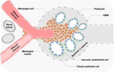 Frontiers | Mesangial cell: A hub in lupus nephritis