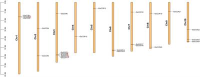 Frontiers Genome Wide Identification And Comprehensive Analyses Of