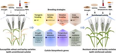 Frontiers | Exploring and exploiting cuticle biosynthesis for abiotic ...