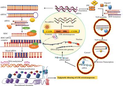 Frontiers | Retrotransposons: How the continuous evolutionary front ...