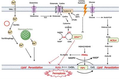 Frontiers | Opportunities and challenges related to ferroptosis in ...