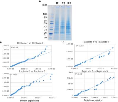 Frontiers  Multiple Ehrlichia chaffeensis genes critical for persistent  infection in a vertebrate host are identified as nonessential for its  growth in the tick vector; Amblyomma americanum