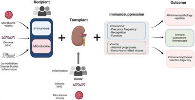 Frontiers | Progress in kidney transplantation: The role for systems ...