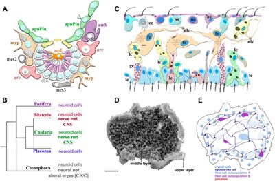 Sponge cells hint at origins of nervous system