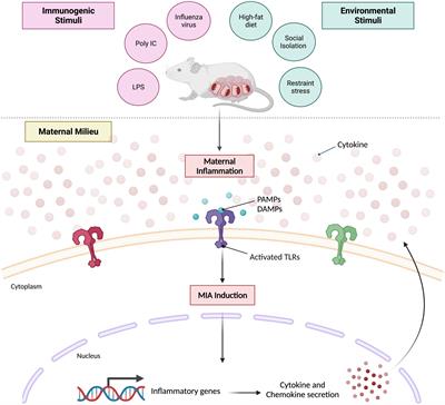 Frontiers | A comprehensive approach to modeling maternal immune ...