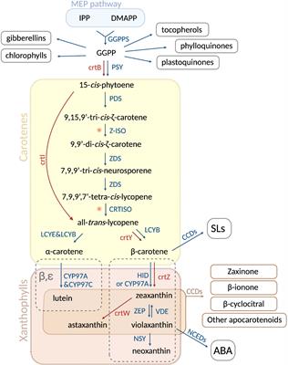 Frontiers | Carotenoid metabolism: New insights and synthetic approaches