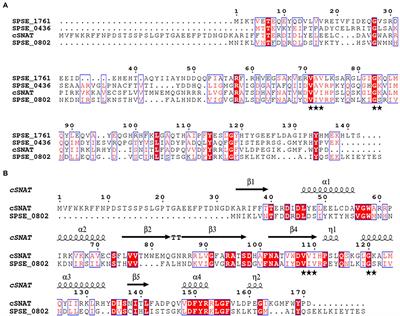 Frontiers | Identification of a serotonin N-acetyltransferase from ...