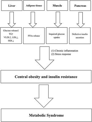 Associations of body shapes with insulin resistance and cardiometabolic  risk in middle-aged and elderly Chinese, Nutrition & Metabolism