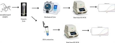 Frontiers | Fast, cheap and sensitive: Homogenizer-based RNA extraction ...