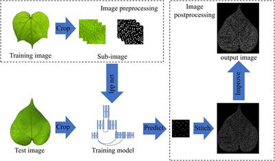 Frontiers  Detection and counting of pigment glands in cotton