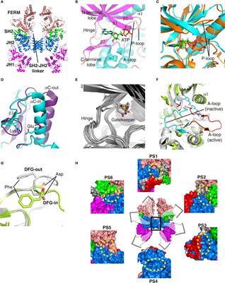 Frontiers | Molecular dissection of Janus kinases as drug targets for ...