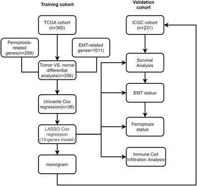 Frontiers | Prognostic prediction and immune infiltration analysis ...