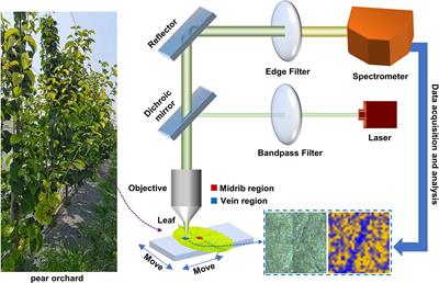 Frontiers | Visualizing changes of metabolites during iron deficiency ...