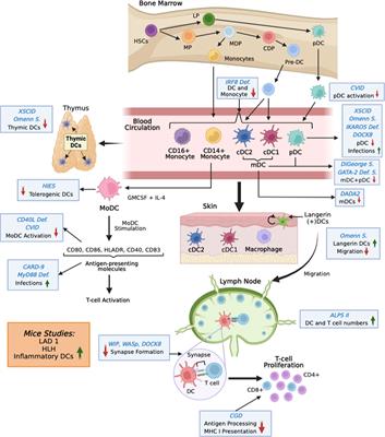 Frontiers | Dendritic cells in inborn errors of immunity