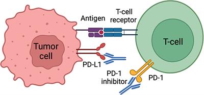 Frontiers | Understanding the squamous cell carcinoma immune ...