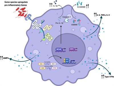 Frontiers | Airway microbiome-immune crosstalk in chronic obstructive ...