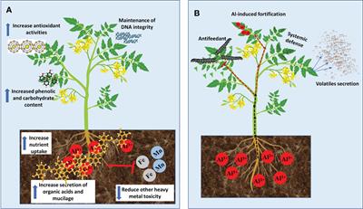 Frontiers | Aluminum in plant: Benefits, toxicity and tolerance mechanisms