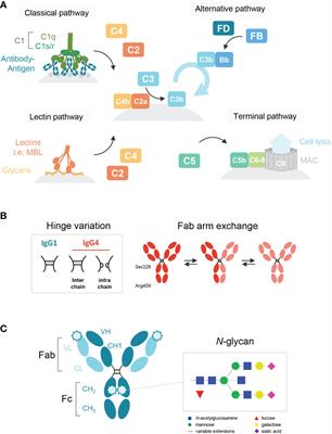 Full article: Impact of IgG subclass on monoclonal antibody