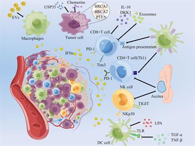 Frontiers | The role of interferons in ovarian cancer progression ...