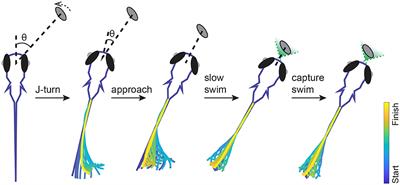 Fish-hunting and eating behaviors confirmed in Japanese macaques