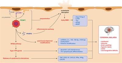 Brain Swelling and Death in Children with Cerebral Malaria