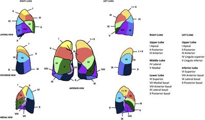 Frontiers | Robotic segmentectomy for early-stage lung cancer