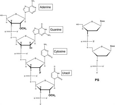 Frontiers | The therapeutic prospects of N-acetylgalactosamine-siRNA ...