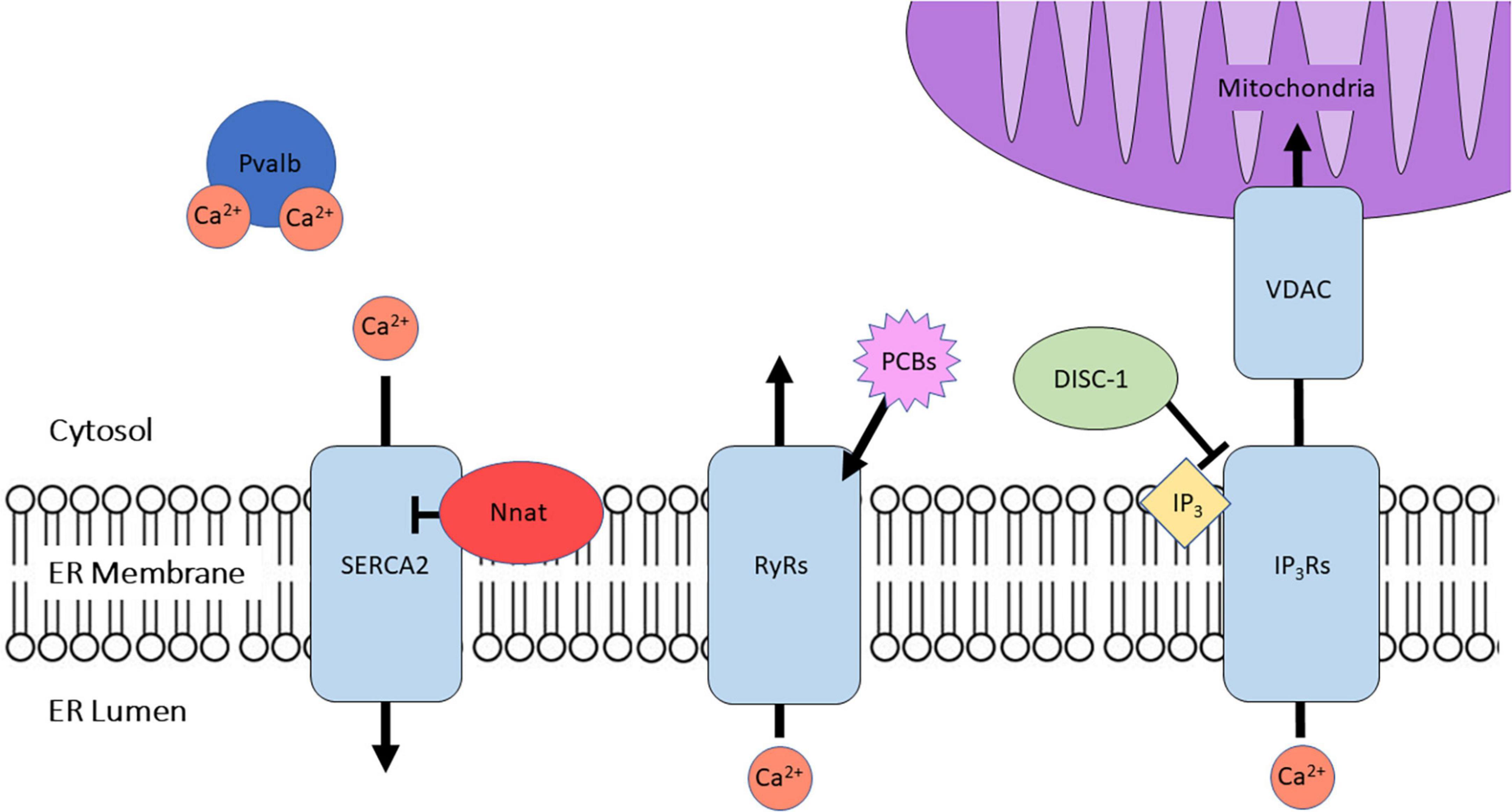 Frontiers | Insights into the role of intracellular calcium signaling ...