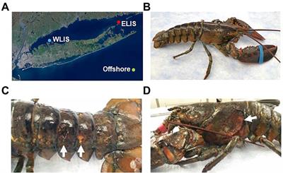 Frontiers | Carapace microbiota in American lobsters (Homarus ...