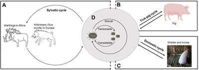 Frontiers | Expounding the role of tick in Africa swine fever virus ...