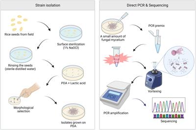 Frontiers | Application of direct PCR for phylogenetic analysis of ...