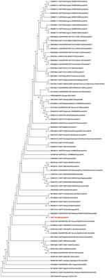 Frontiers | Whole genome sequencing and phylogenetic analysis of ...