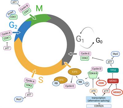 Frontiers | Targeting cyclin-dependent kinases in sarcoma treatment ...