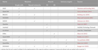 Frontiers  Linking cortex and contraction—Integrating models along the  corticomuscular pathway