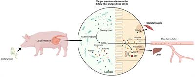 Frontiers | The interaction between dietary fiber and gut microbiota ...