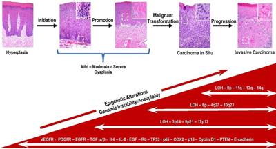 Frontiers  Crosstalk between cancer stem cells and the tumor