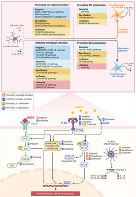 Frontiers | Dual roles of anesthetics in postoperative cognitive ...