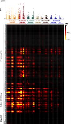 Frontiers  Anti-schistosomal immunity to core xylose/fucose in N