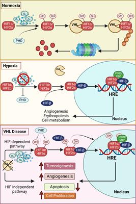 PDF) Hypoxia / Pseudohypoxia-mediated Activation of HIF1A in Cancer