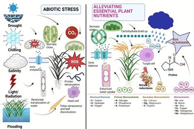 Frontiers | Instigating prevalent abiotic stress resilience in crop by ...