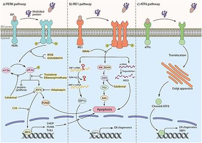 Frontiers | The neuroprotective effects of targeting key factors of ...