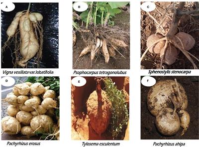 Frontiers | Nutritional, functional, and bioactive properties of ...