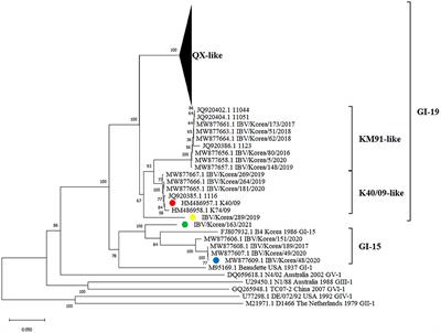 Frontiers  A Novel Lineage of Cile-Like Viruses Discloses the