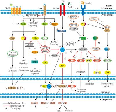 Frontiers | Current research and management of undifferentiated ...