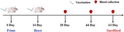 Frontiers | Improvement influenza vaccine immune responses with ...