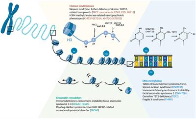 PDF) Rubinstein-Taybi Syndrome: A Model of Epigenetic Disorder